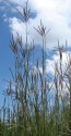 Big Bluestem Grass Seeds (Certified Organic)