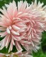 China Aster 'Salmon Janina' Seeds (Certified Organic)