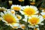 Edible Chrysanthemum 'Shungiku'
