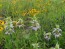 Herb 'Dotted Horsemint' Plant