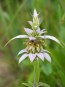 Herb 'Dotted Horsemint' Plant