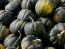 Acorn Squash 'Table King'