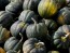 Winter Squash, Acorn 