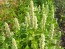 Anise Hyssop 'Tibetan' Seeds (Certified Organic)