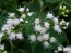 White Snakeroot Seeds (Certified Organic)