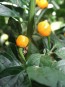 Dried Aji Charapita Pepper Pods Harvested on our Farm, Certified Organic