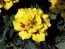 Marigold 'Aurora' Seeds (Certified Organic)