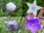 Balloon Flower Mix