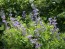 Blue Wild Indigo AKA Baptisia 