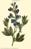 Blue Wild Indigo AKA Baptisia 