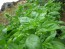 Sweet Basil 'Italian Large Leaf'