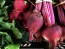 Beet 'Early Wonder'