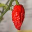 Crushed Ghost (Bhut Jolokia) Peppers Harvested on our Farm, Certified Organic