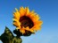 Sunflower 'Black Oil' Seeds (Certified Organic)