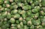 Brussels Sprouts 'Long Island Improved'