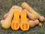 Winter Butternut Squash 'Waltham' Plants (4PK)