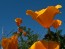 California Orange Poppy