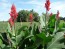 Certified Organic Red-Flowering Green-Leaf Canna Lily Bulbs