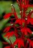 Cardinal Flower Seeds (Certified Organic)