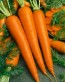 Carrot 'Imperator'