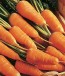 Carrot 'Red Cored Chantenay'