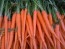 Carrot 'TenderSweet'