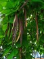 Northern Catalpa Tree Seeds (Certified Organic)