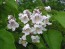 Northern Catalpa Tree Seeds (Certified Organic)