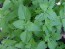 Catnip