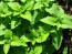 Herb 'Catnip' Plant (4" Pot)