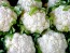 Cauliflower 'Snowball Y Improved'
