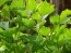 Herb 'Lovage' Plants (4PK)