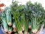 Celery 'Tall Utah 52-70R Improved'
