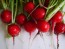 Globe Radish 'Cherry Belle'