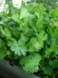 Cilantro (Coriander)