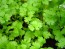 Herb 'Cilantro (Coriander)' Plants (6PK)