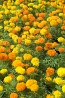 African Marigold 'Crackerjack Mix'