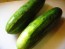 Cucumber 'Straight 8'