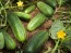 Cucumber 'Wisconsin SMR-58'