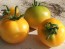 Tomato 'Czech's Excellent Yellow' Plant (4" Pot, single)