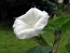 Datura AKA Devil's Trumpet 'Evening Fragrance' 