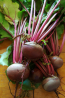 Beet 'Detroit Dark Red'