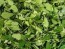 Wild Spinach AKA Lamb's Quarters