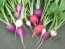 Radish 'Easter Egg'