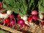 Radish 'Easter Egg'