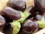 Eggplant 'Black Beauty'