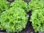 Endive 'Broad-leaved Batavian' 