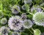 Globe Thistle Seeds (Certified Organic)