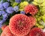 Dahlia 'Cornel Bronze' Tubers - Shipping 2025 Spring - Harvested on our Farm - USDA Certified Organic
