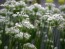 Herb 'Garlic Chives' Plant